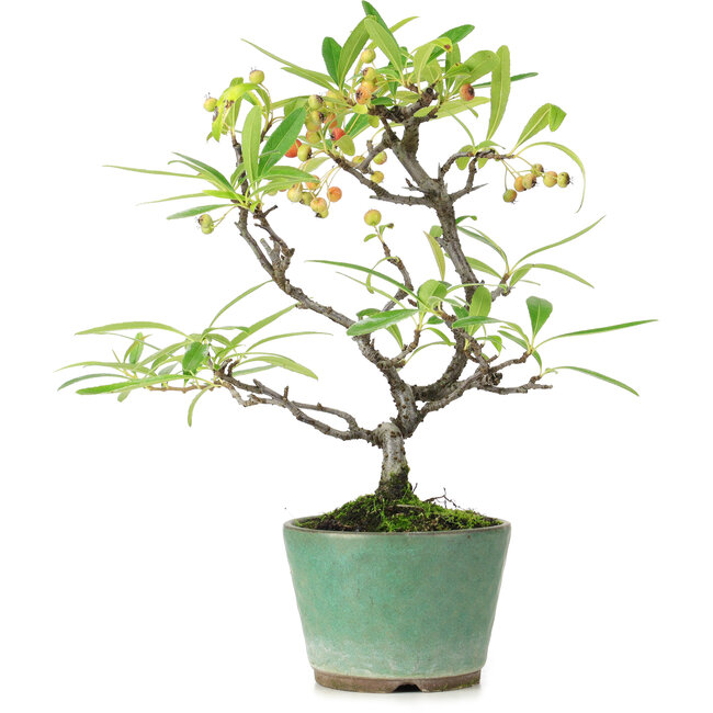 Pyracantha, 20,5 cm, ± 7 jaar oud