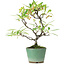 Pyracantha, 20,5 cm, ± 7 Jahre alt