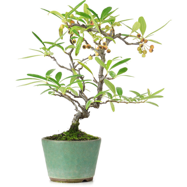Pyracantha, 20,5 cm, ± 7 ans