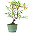 Pyracantha, 20,5 cm, ± 7 ans