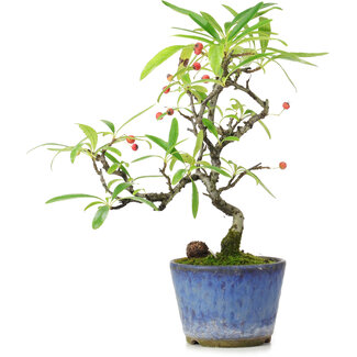 Pyracantha, 20,5 cm, ± 7 jaar oud