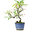 Pyracantha, 20,5 cm, ± 7 anni