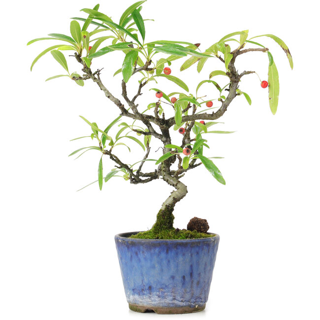 Pyracantha, 20,5 cm, ± 7 años