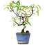 Pyracantha, 20,5 cm, ± 7 anni