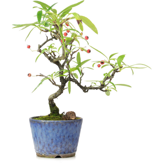 Pyracantha, 20,5 cm, ± 7 jaar oud