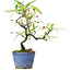 Pyracantha, 20,5 cm, ± 7 Jahre alt