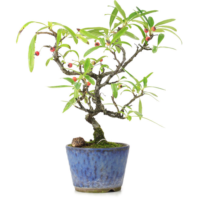 Pyracantha, 20,5 cm, ± 7 anni