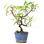 Pyracantha, 20,5 cm, ± 7 anni