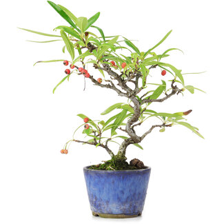 Pyracantha, 19 cm, ± 7 Jahre alt