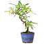 Pyracantha, 19 cm, ± 7 years old