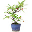 Pyracantha, 19 cm, ± 7 Jahre alt