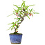 Pyracantha, 19 cm, ± 7 years old