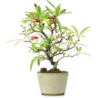 Pyracantha, 19 cm, ± 7 anni