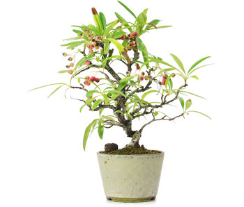 Pyracantha, 19 cm, ± 7 years old