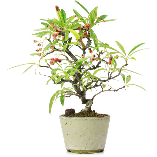 Pyracantha, 19 cm, ± 7 jaar oud