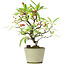 Pyracantha, 19 cm, ± 7 anni