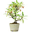 Pyracantha, 19 cm, ± 7 jaar oud