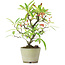 Pyracantha, 19 cm, ± 7 anni