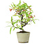 Pyracantha, 19 cm, ± 7 anni