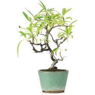 Pyracantha, 20,5 cm, ± 7 jaar oud