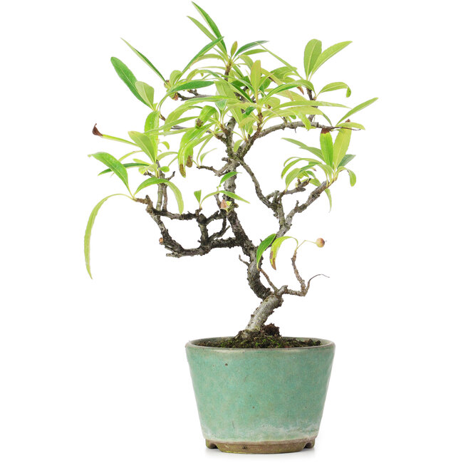 Pyracantha, 20,5 cm, ± 7 jaar oud