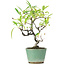 Pyracantha, 20,5 cm, ± 7 anni