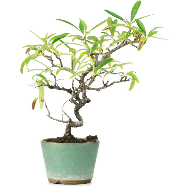 Pyracantha, 20,5 cm, ± 7 Jahre alt