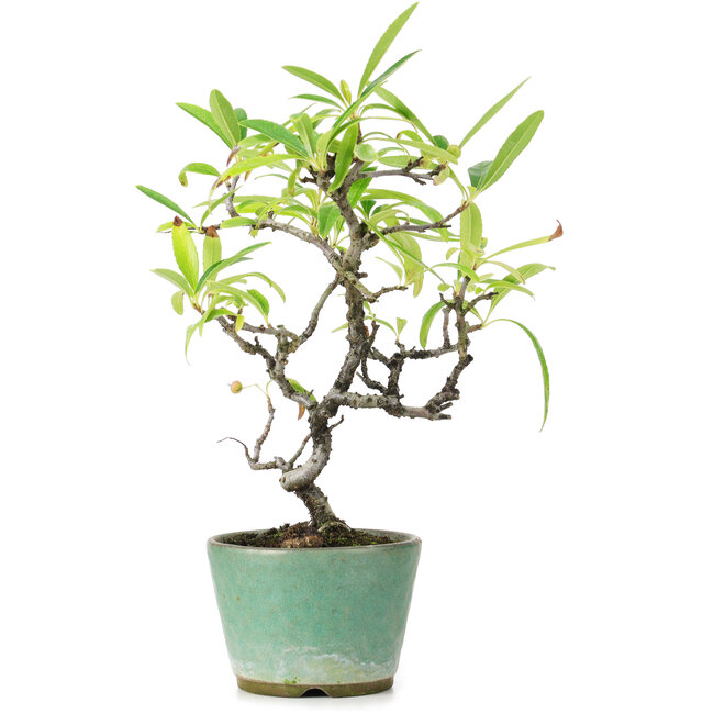Pyracantha, 20,5 cm, ± 7 anni