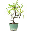 Pyracantha, 20,5 cm, ± 7 Jahre alt