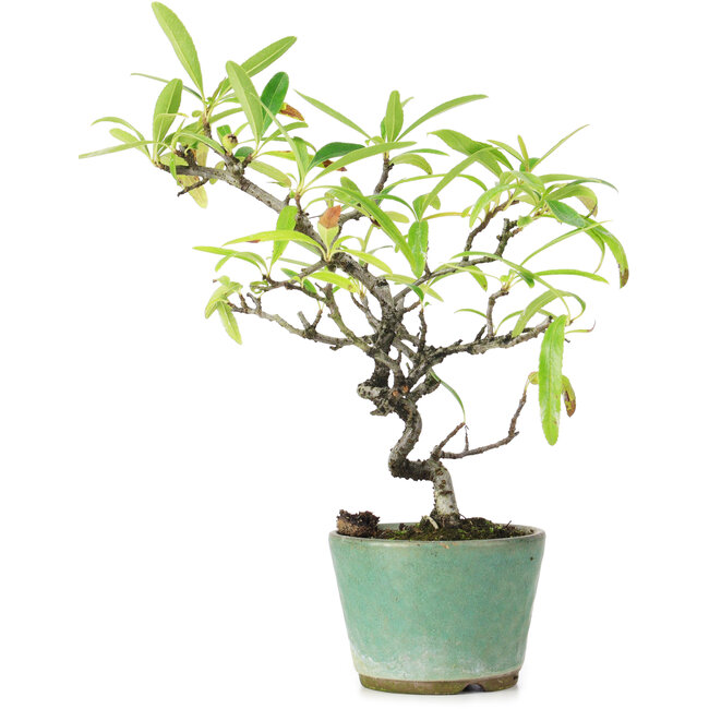 Pyracantha, 20,5 cm, ± 7 jaar oud