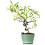 Pyracantha, 20,5 cm, ± 7 Jahre alt