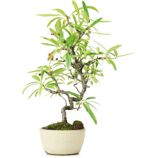 Pyracantha, 25 cm, ± 7 anni