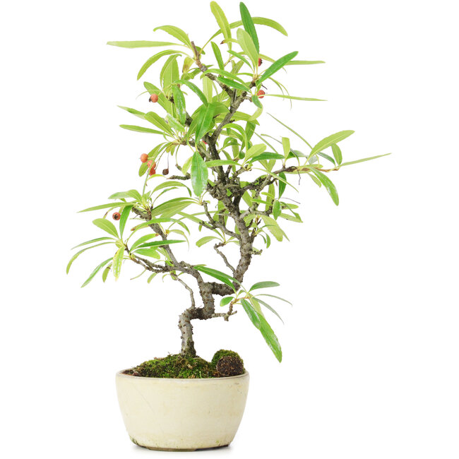 Pyracantha, 25 cm, ± 7 Jahre alt