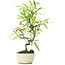 Pyracantha, 25 cm, ± 7 Jahre alt