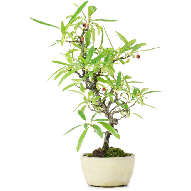 Pyracantha, 25 cm, ± 7 años