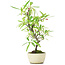 Pyracantha, 25 cm, ± 7 Jahre alt