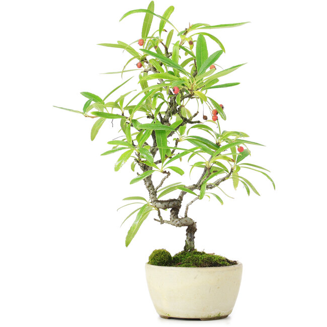 Pyracantha, 25 cm, ± 7 jaar oud