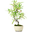 Pyracantha, 25 cm, ± 7 Jahre alt