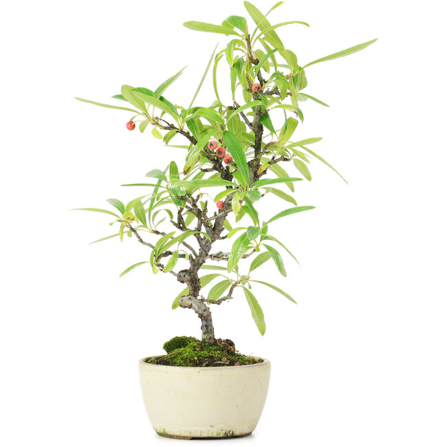 Pyracantha, 25 cm, ± 7 ans