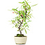 Pyracantha, 25 cm, ± 7 years old