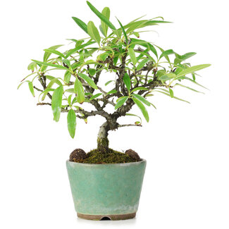 Pyracantha, 17 cm, ± 7 Jahre alt