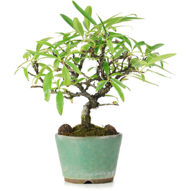Pyracantha, 17 cm, ± 7 years old