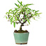 Pyracantha, 17 cm, ± 7 years old