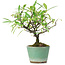 Pyracantha, 17 cm, ± 7 years old