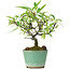 Pyracantha, 17 cm, ± 7 years old