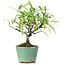 Pyracantha, 17 cm, ± 7 anni