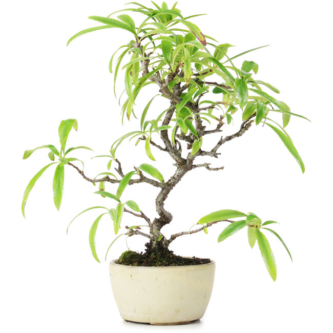 Pyracantha, 23,5 cm, ± 7 years old
