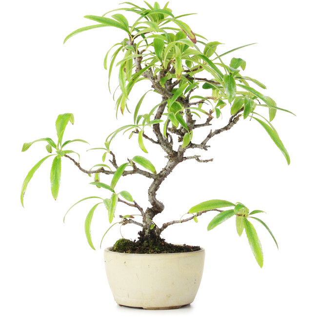 Pyracantha, 23,5 cm, ± 7 years old