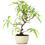 Pyracantha, 23,5 cm, ± 7 years old