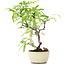 Pyracantha, 23,5 cm, ± 7 anni